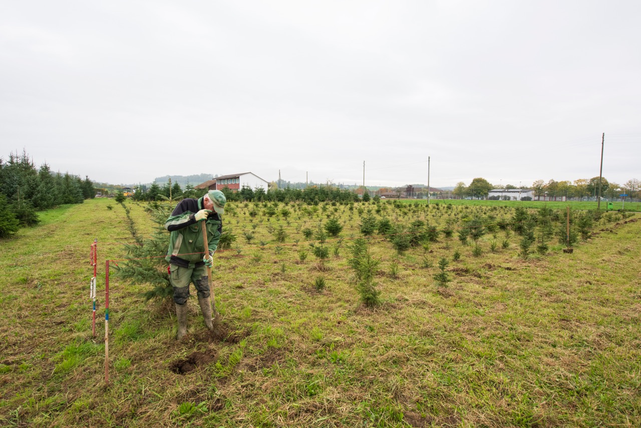 Christbaumkulturen – Gartenbau Hofmann AG